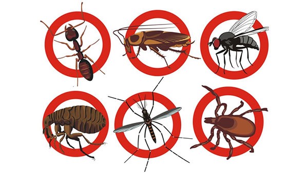 Diệt côn trùng Hà Nội, Miền Bắc, Miền Nam và TP.HCM hiệu quả, chất lượng, uy tín