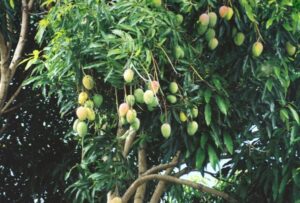 Biện pháp giúp cây Xoài đậu quả nhiều