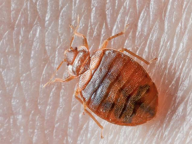 Bed Bug Pest Guide