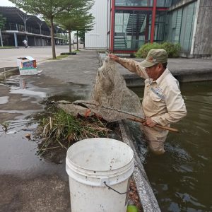Phương pháp xử lý rêu trong bể cá cảnh