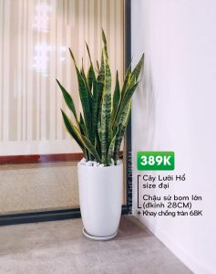 Cung cấp cây nội thất chất lượng cao với giá cả hợp lý