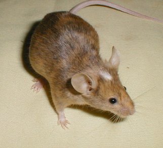 Chuột