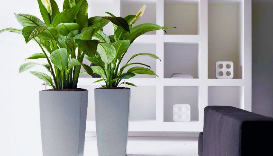 8 loại chậu cây cảnh nên chọn để bàn làm việc