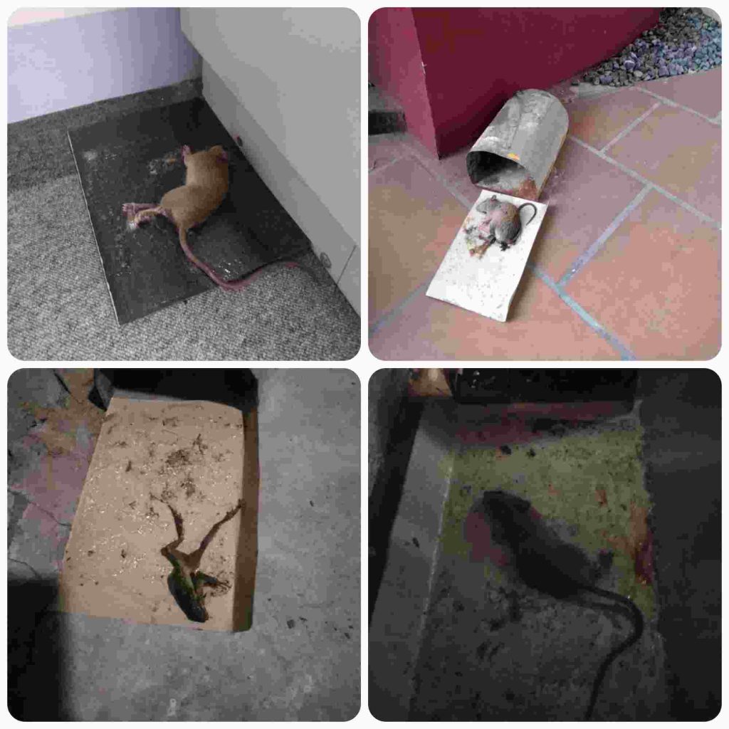 Hình ảnh minh họa diệt chuột bằng keo dính chuột