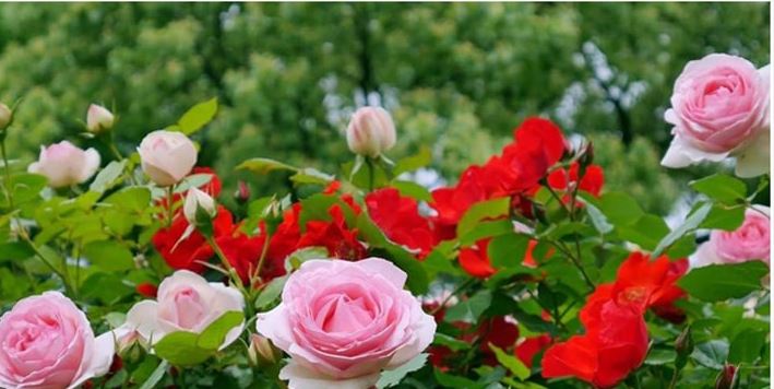 Bí quyết giúp vườn hoa hồng luôn tươi đẹp và khỏe mạnh