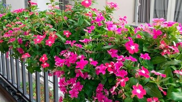 Cách chăm sóc để cây nở hoa đẹp – Bí quyết cho vườn hoa rực rỡ