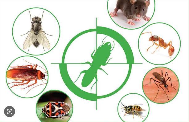Hình ảnh Diệt côn trùng bằng cách sử dụng các thiết bị và phương pháp mới nhất