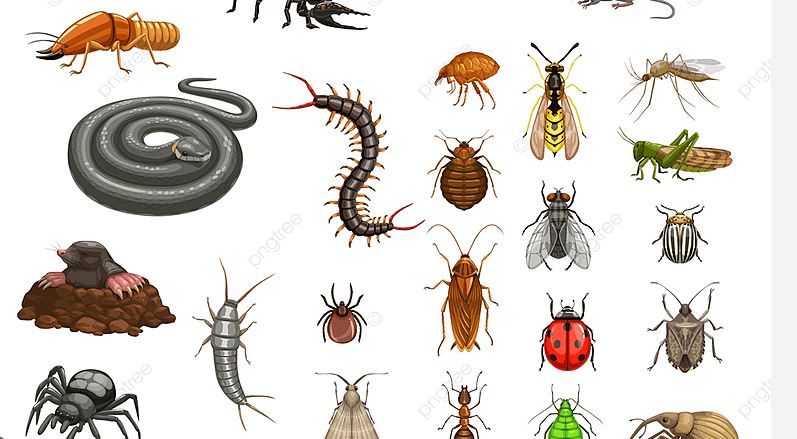 Hình ảnh minh họa Diệt côn trùng một cách tự nhiên đơn giản và không độc hại