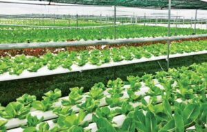 Làm Nông Sản Sạch: Hướng Dẫn Chi Tiết Cho Mọi Gia Đình