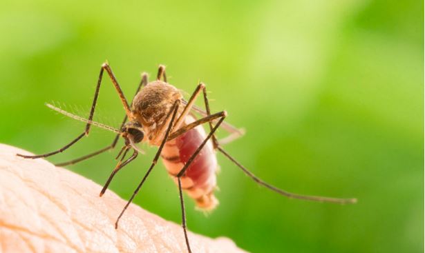 Hình ảnh Sự nguy hiểm của muỗi và cách phòng tránh cũng như diệt trừ chúng