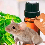 Thuốc và vật tư diệt chuột
