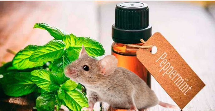 Hình ảnh Đuổi chuột bằng các phương pháp an toàn