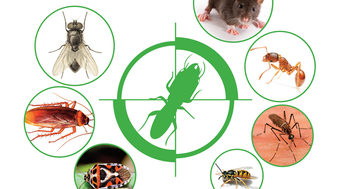 Hình ảnh Đuổi côn trùng bằng các phương pháp an toàn