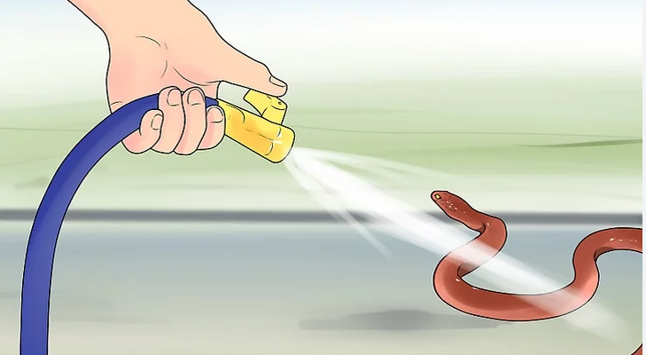 Hình ảnh minh họa Đuổi rắn bằng các phương pháp an toàn