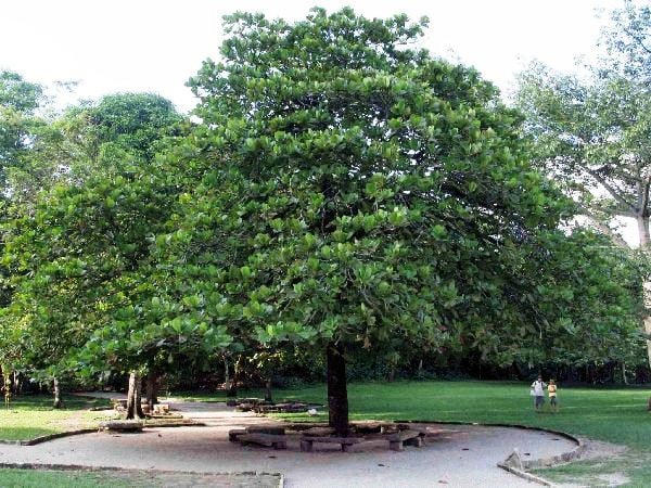Cây Xanh Đô Thị – Cây Trồng Đường Phố Vỉa Hè