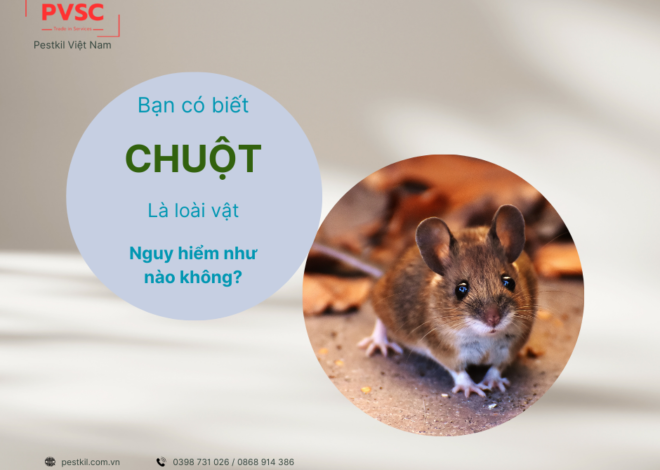 Tác hại của chuột với con người là gì