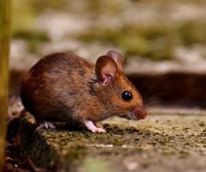 8 Cách diệt chuột tại nhà siêu hiệu quả