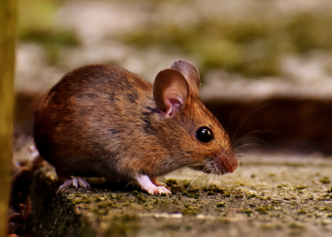 8 Cách diệt chuột tại nhà siêu hiệu quả