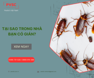 Tại sao trong nhà có nhiều gián, cách ngăn chặn hiệu quả