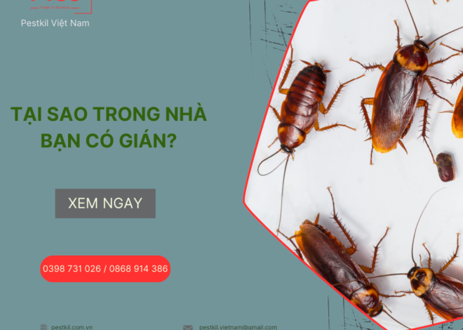 Tại sao trong nhà có nhiều gián, cách ngăn chặn hiệu quả