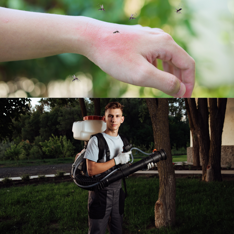 10 cách đuổi muỗi, diệt muỗi trong sân vườn hiệu quả
