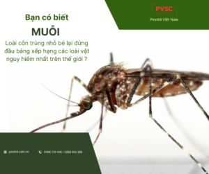 Muỗi – Côn trùng gây nguy hiểm không ngờ cho con người