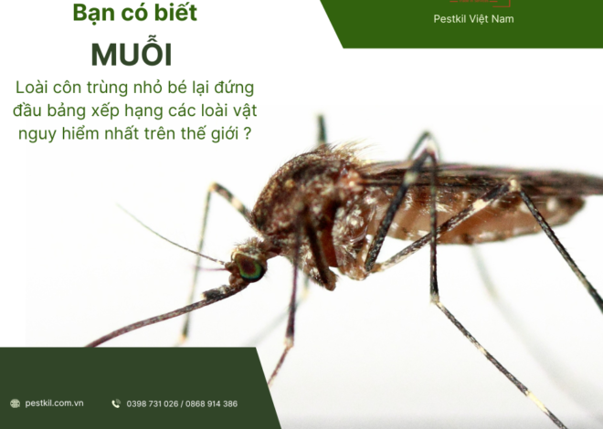 Muỗi – Côn trùng gây nguy hiểm không ngờ cho con người