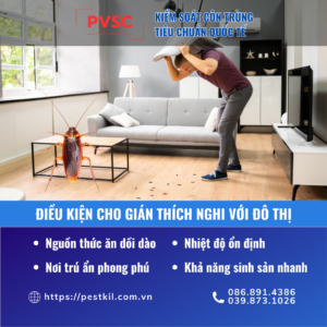 Cẩn trọng với gián trong đô thị – Nguy hiểm từ vị khách không mời