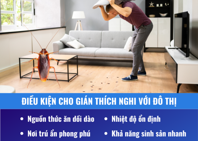 Cẩn trọng với gián trong đô thị – Nguy hiểm từ vị khách không mời