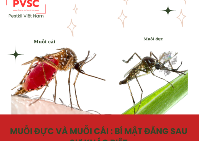 Muỗi đực và muỗi cái: Sự khác biệt và vai trò của chúng