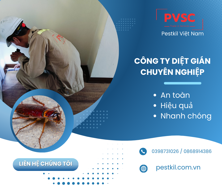 Dịch vụ diệt gián – Công ty diệt gián uy tín PVSC