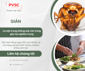 Dịch vụ diệt gián trung tâm thương mại – Giữ không gian sạch đẹp