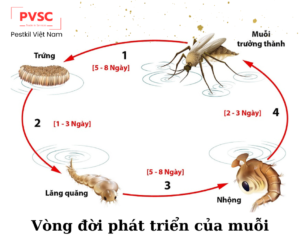 Sự phát triển và chu kỳ sống của muỗi