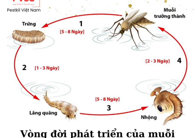 Sự phát triển và chu kỳ sống của muỗi