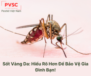 Bệnh sốt vàng là gì? Nguyên nhân triệu chứng, cách phòng ngừa