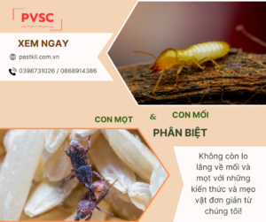 Phân biệt mối và mọt: Hướng dẫn chi tiết