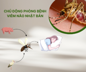 Bệnh viêm não nhật bản do muỗi truyền và cách phòng tránh