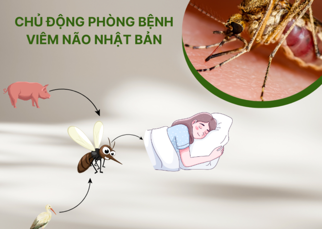 Bệnh viêm não nhật bản do muỗi truyền và cách phòng tránh