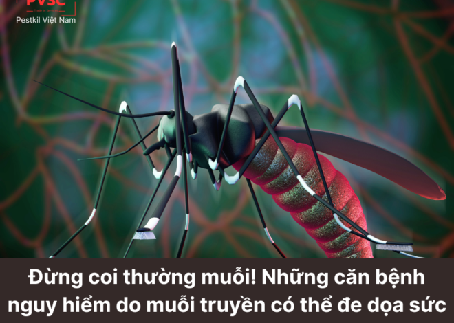 Muỗi sống được bao lâu và chúng nguy hiểm như thế nào?