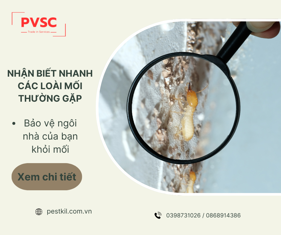 Các loài mối thường gặp