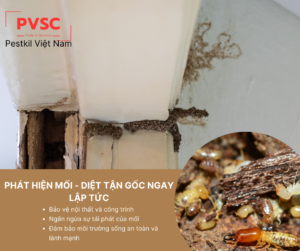 Tại sao cần phải diệt mối tận gốc ngay khi mới phát hiện?