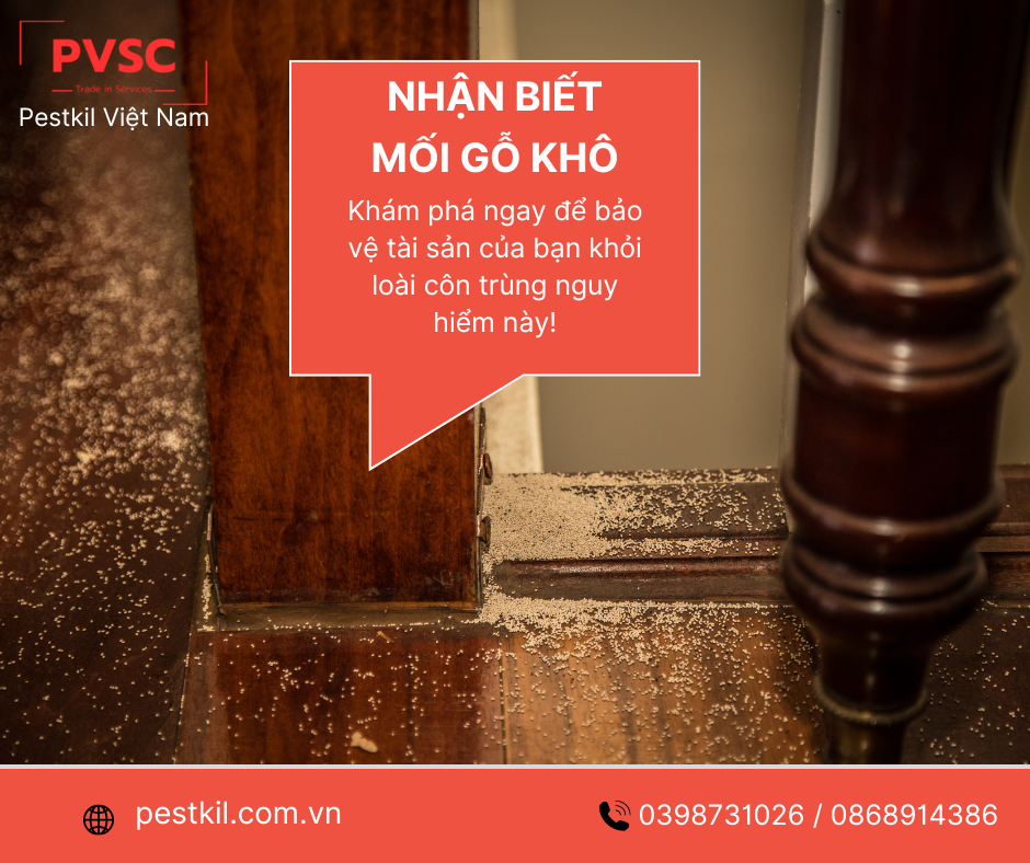 Mối gỗ khô : Cách nhận biết và cách diệt hiệu quả