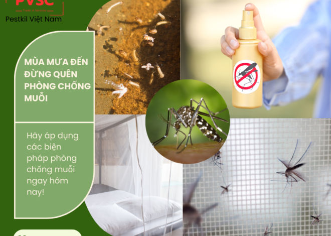 Cách phòng chống muỗi hiệu quả trong mùa mưa