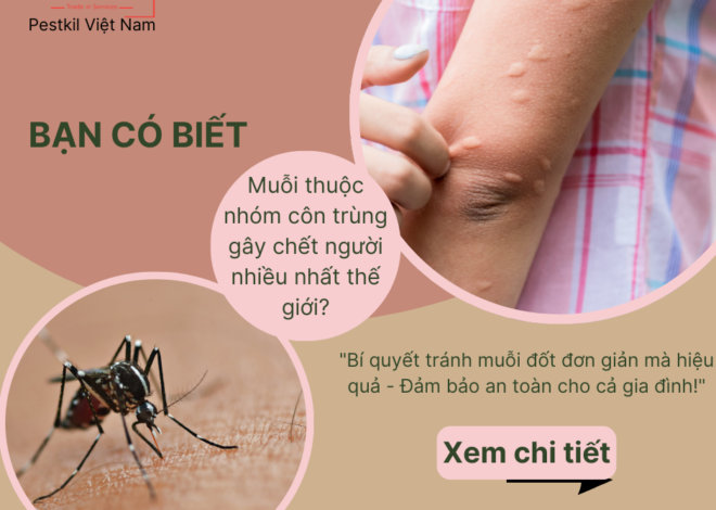 09 lưu ý quan trọng để tránh muỗi đốt và lây bệnh