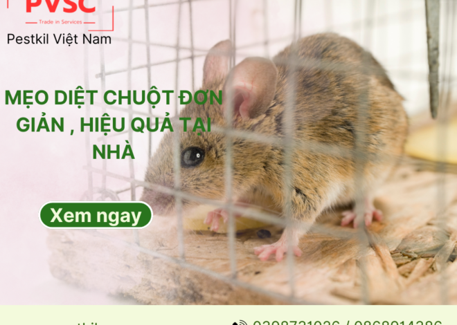 Những mẹo diệt chuột, đuổi chuột đơn giản và hiệu quả tại nhà