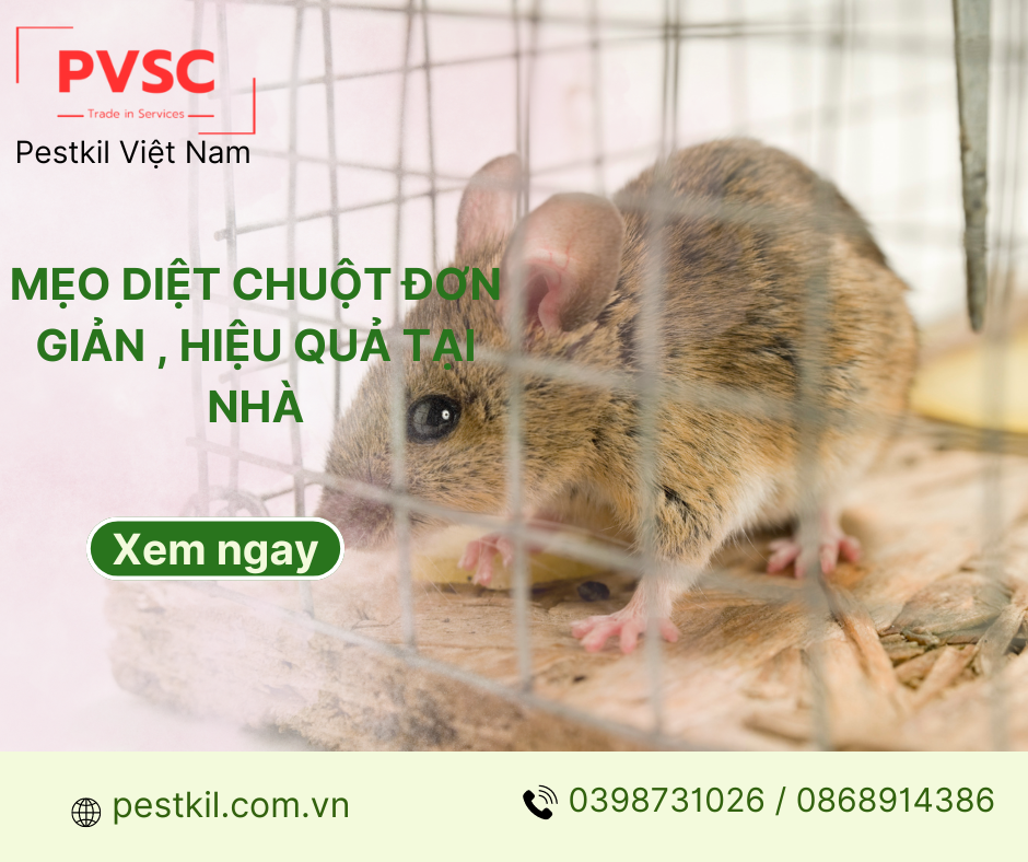 Những mẹo diệt chuột, đuổi chuột đơn giản và hiệu quả tại nhà