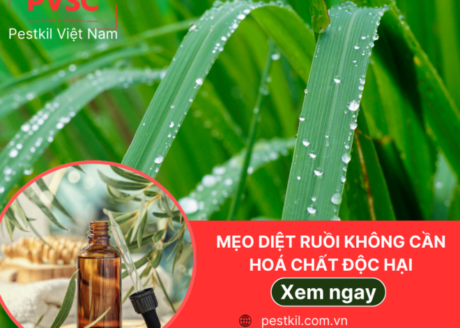 Làm thế nào để diệt ruồi không cần hoá chất độc hại?