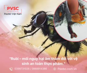 Ruồi: kẻ thù thầm lặng đối với vệ sinh an toàn thực phẩm