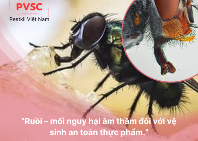 Nguy cơ từ ruồi trong nhà hàng, quán ăn – Giải pháp diệt tận gốc