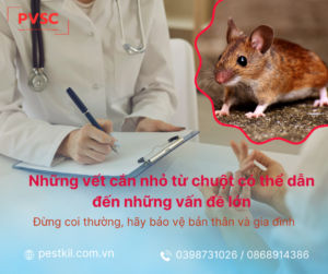 Cảnh Báo: Nguy Cơ Lây Bệnh Qua Chuột Cắn